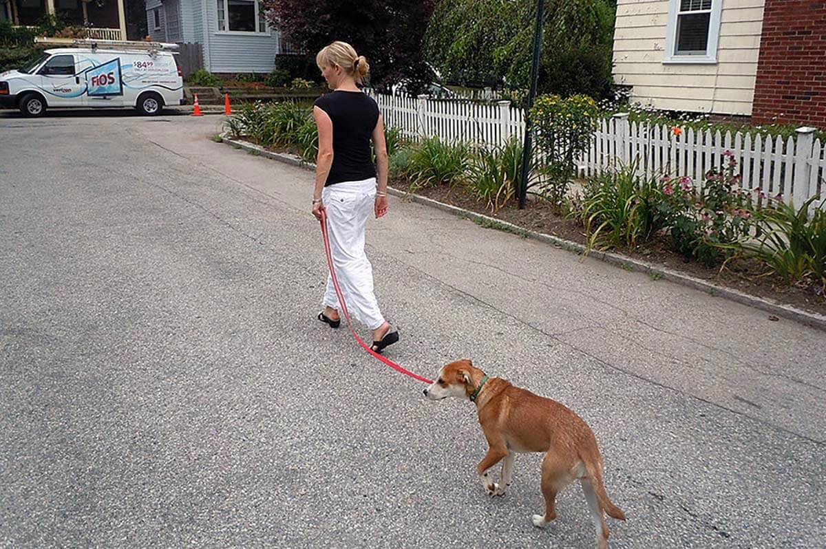 Dog heeling during an outdoor training session in a Connecticut neighborhood