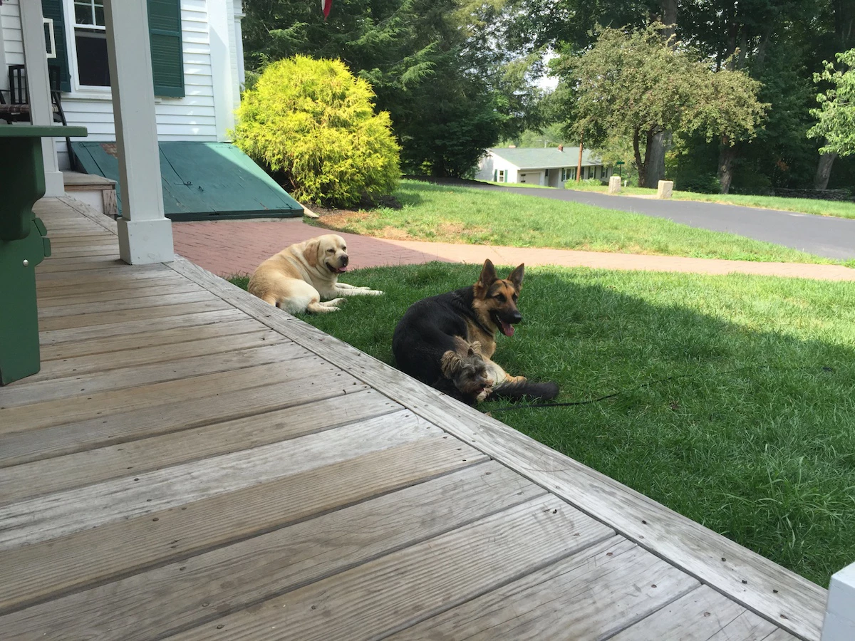 Three dogs holding a down-stay command during in-home training in Connecticut