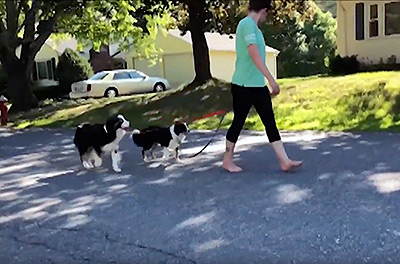 Two dogs walking peacefully behind their owner during in home training