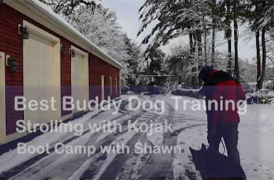 Shawn working with Kojak the German Shepherd in dog boot camp at Best Buddy Dog Training