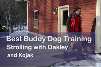Shawn working with two German Shepherds in dog boot camp at Best Buddy Dog Training